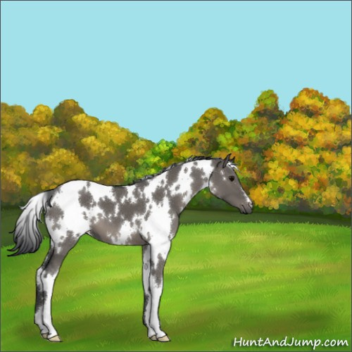 Horse Color:Platinum White Spotted Grullo 