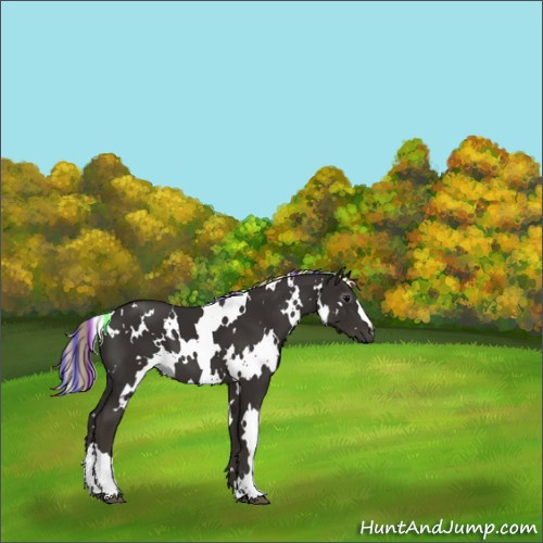 Horse Color:Gray Painted White Spotted Silver Black 