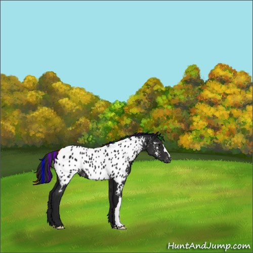 Horse Color:Gray Painted Black Appaloosa 