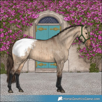 Horse Color:Bay Dun Appaloosa Brindle 