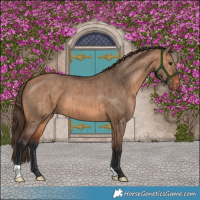 Horse Color:Bay Dun Appaloosa Brindle 