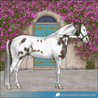 Horse Color:Brown Dun Splash Tobiano Appaloosa Brindle 