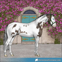Horse Color:Brown Dun Splash Tobiano Appaloosa Brindle 