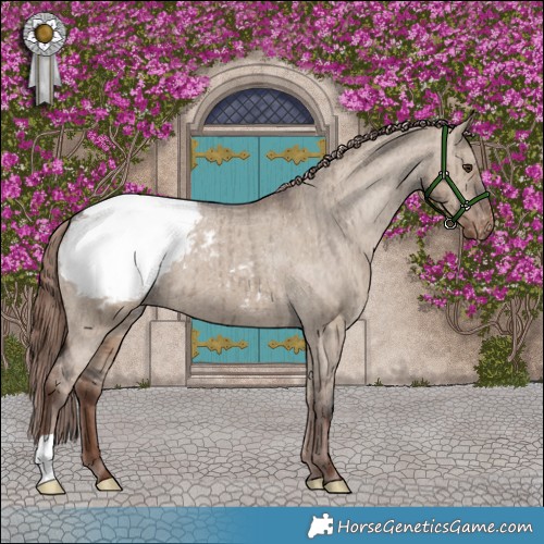 Horse Color:Liver Red Dun Appaloosa Brindle 