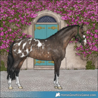 Horse Color:Brown Dun Appaloosa Brindle 