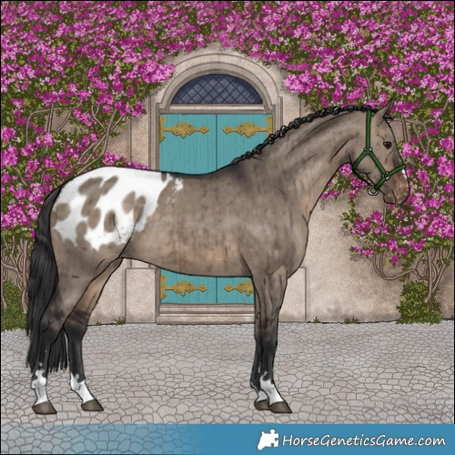 Horse Color:Brown Dun Appaloosa Brindle 