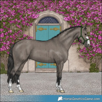Horse Color:Grullo Appaloosa Brindle 