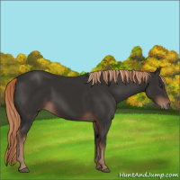 Horse Color:Liver Chestnut 