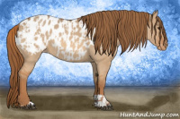 Horse Color:Red Dun Blanket  and Red Dun Blanket 