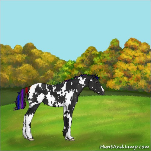 Horse Color:Gray Painted White Spotted Black 