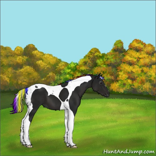 Horse Color:Gray Painted Smoky Black Tobiano 