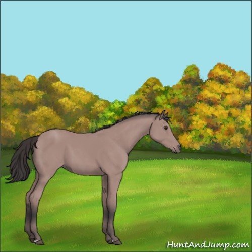 Horse Color:Platinum Bay 