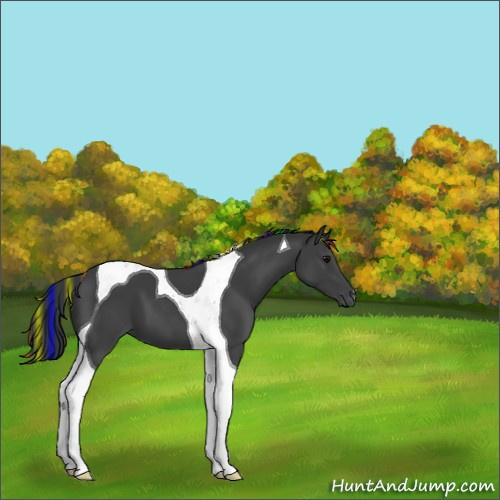 Horse Color:Platinum Painted Black Tobiano 