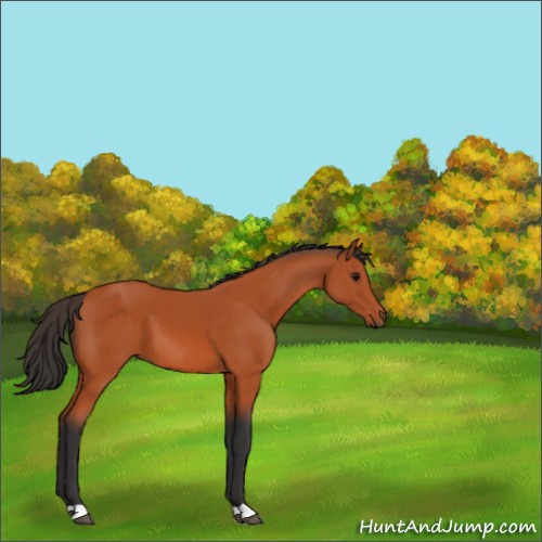 Horse Color:Bay 