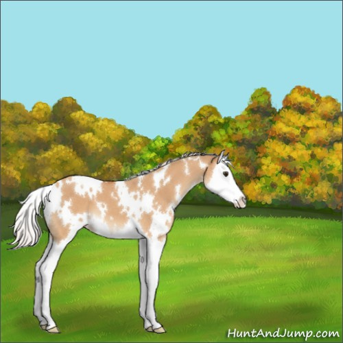 Horse Color:White Spotted Silver Bay Dun Splash 