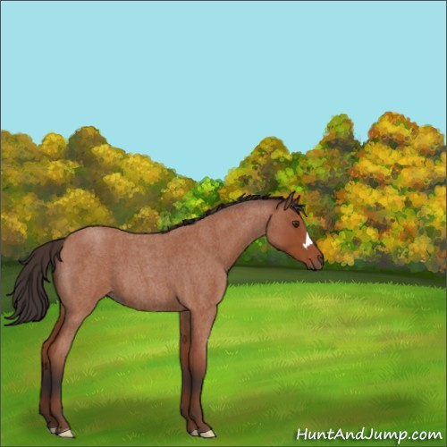Horse Color:Bay Roan 