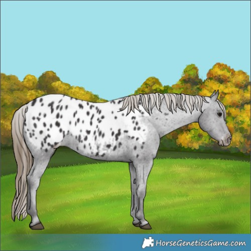 Horse Color:Smoky Black Appaloosa 
