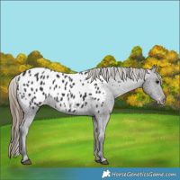 Horse Color:Smoky Black Appaloosa 