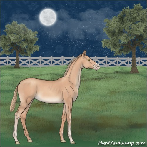 Horse Color:Gold Champagne  and Gold Champagne 