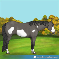 Horse Color:Grullo Frame 