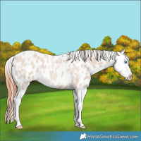 Horse Color:Bay Roan Dun Splash Near Leopard 