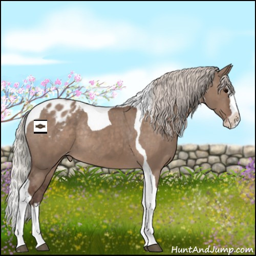 Horse Color:Silver Grullo Splash Tobiano Appaloosa Rabicano 