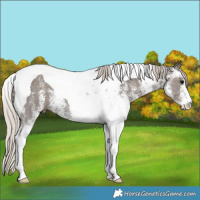 Horse Color:White Spotted Silver Black Tobiano 