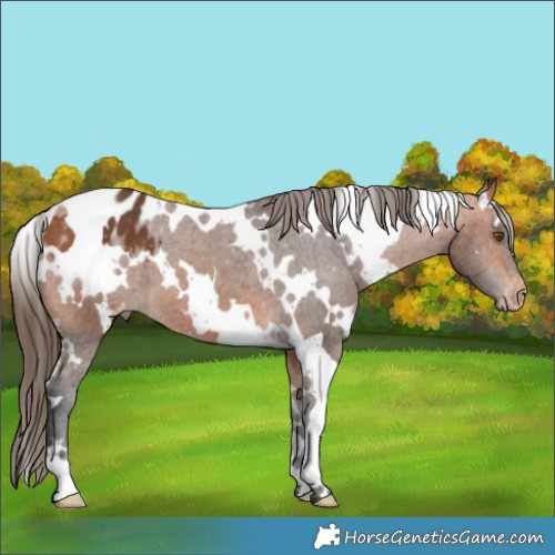 Horse Color:White Spotted Bay Appaloosa 