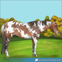 Horse Color:White Spotted Bay Appaloosa 