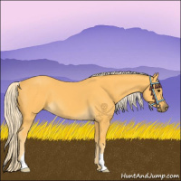Horse Color:Palomino 