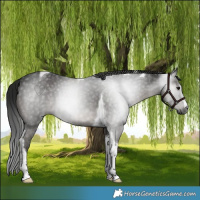 Horse Color:Gray Black Tobiano