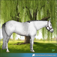 Horse Color:Gray Black Tobiano 