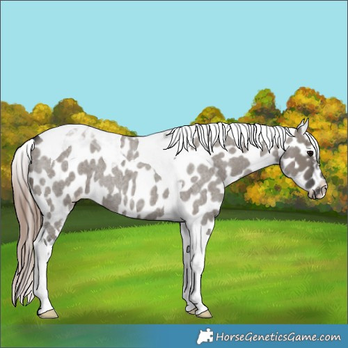 Horse Color:Grullo Roan Tobiano Appaloosa 