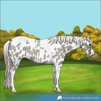 Horse Color:Grullo Roan Tobiano Appaloosa 