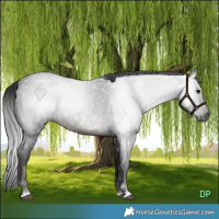 Horse Color:Gray Blue Roan 