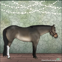 Horse Color:Gray Brown Dun