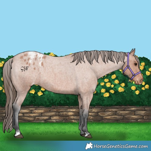 Horse Color:Bay Roan Appaloosa 