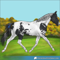 Horse Color:White Spotted Black Tobiano 