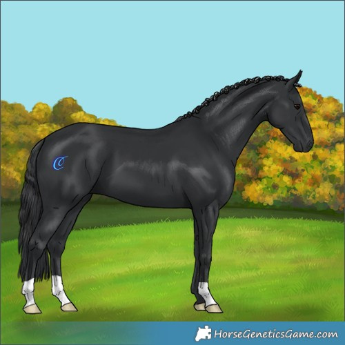 Horse Color:Black 