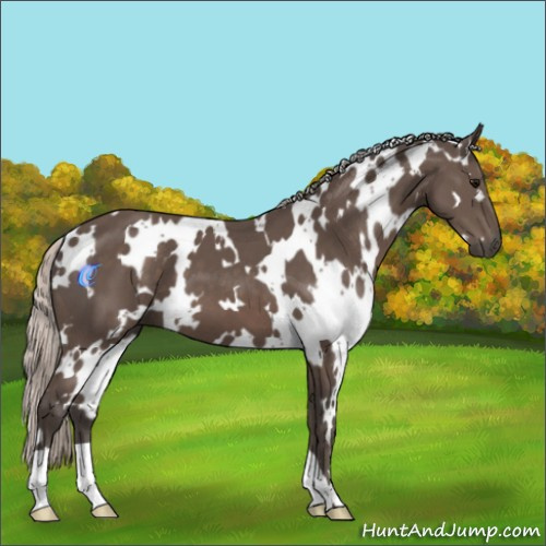 Horse Color:White Spotted Silver Black 