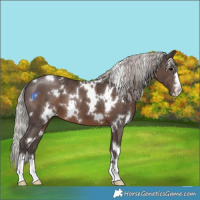 Horse Color:White Spotted Silver Black 