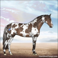 Horse Color:White Spotted Liver Chestnut