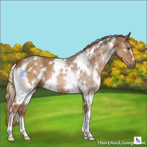 Horse Color:White Spotted Chestnut 