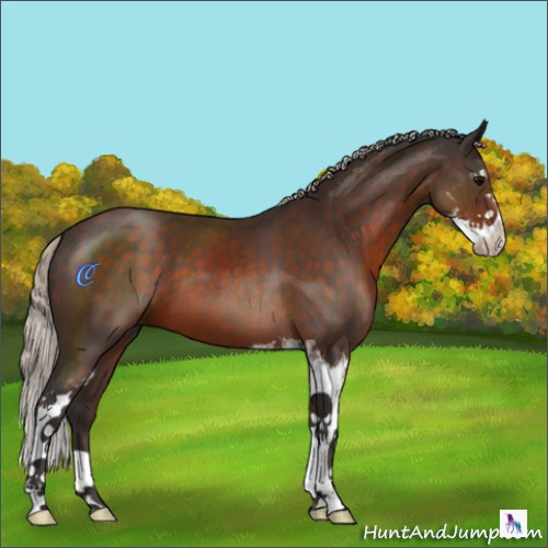 Horse Color:Silver Brown Sabino 