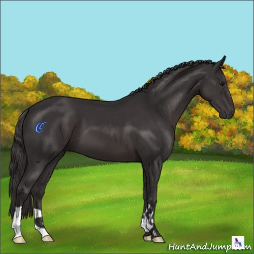 Horse Color:Smoky Black 
