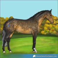 Horse Color:Buckskin 