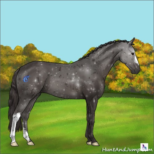Horse Color:Smoky Black 