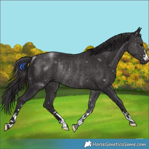 Horse Color:Smoky Black Rabicano 