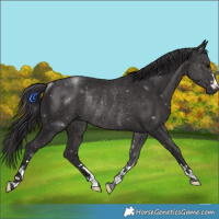 Horse Color:Smoky Black Rabicano 