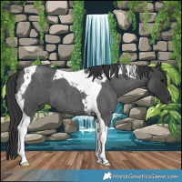 Horse Color:Blue Roan Tobiano 
